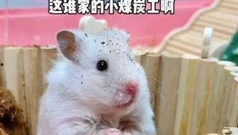 娱乐吃瓜酱鼠鼠